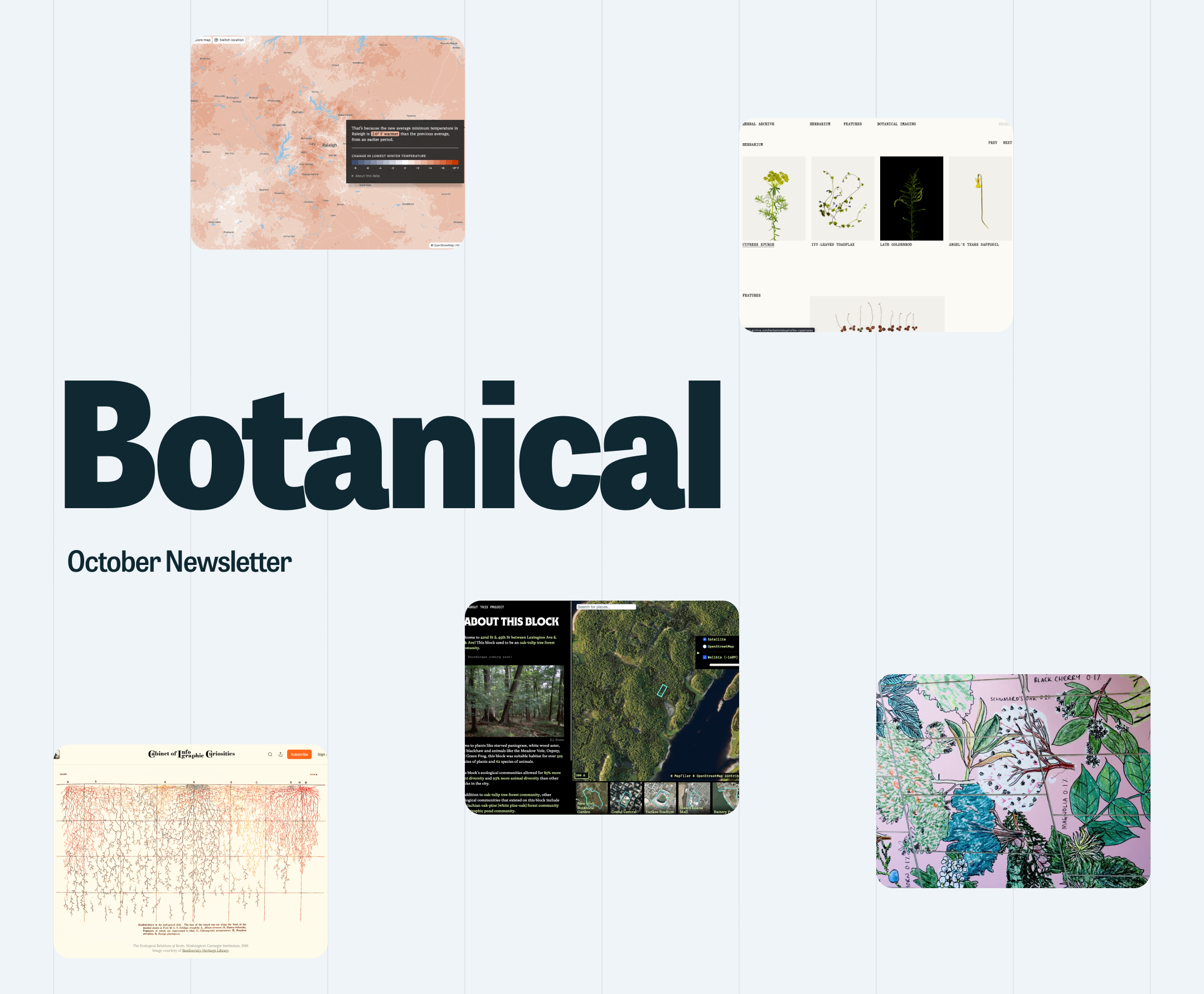 Thumbnail for newsletter: 🍳 Deep roots: the power of botanicals in data storytelling